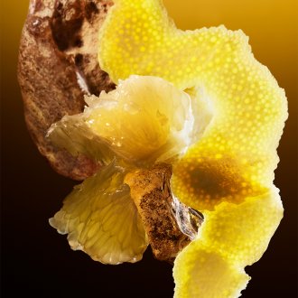 Bvlgari Le Gemme Tygar Edp