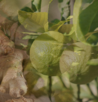 Dr Vranjes Car Perfume Scented Refill Ginger Lime