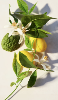 Bvlgari Eau Parfumée Thé Vert 75ml Eau De Toilette