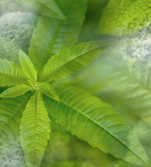 Dr Vranjes Verbena Hand Soap